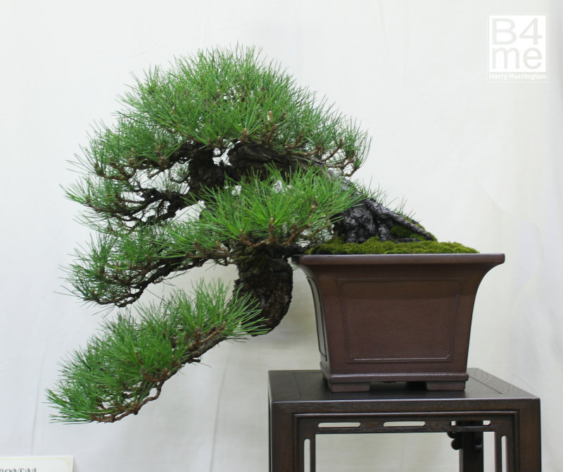 Japanese Black Pine bonsa